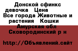 Донской сфинкс девочка › Цена ­ 15 000 - Все города Животные и растения » Кошки   . Амурская обл.,Сковородинский р-н